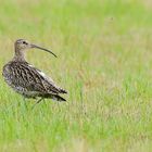 Der Große Brachvogel (Numenius arquata)