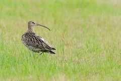 Der Große Brachvogel (Numenius arquata)