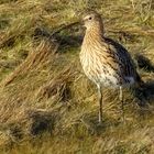 der Große Brachvogel (Numenius arquata)...