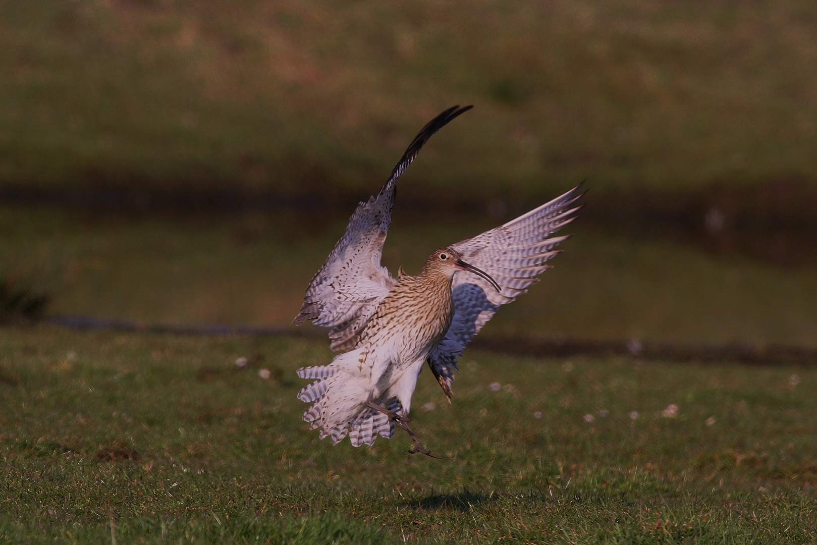 der Große Brachvogel vor der Landung