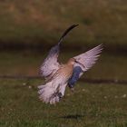 der Große Brachvogel vor der Landung