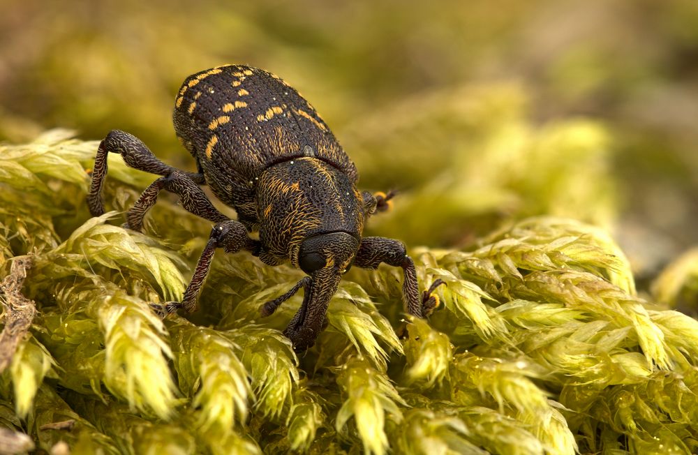 Der Große braune Rüsselkäfer (Hylobius abietis)