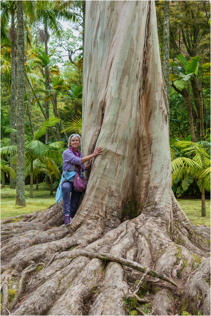 "Der große Bruder" - Eukalyptus, Sao Miguel, Azoren