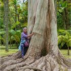 "Der große Bruder" - Eukalyptus, Sao Miguel, Azoren