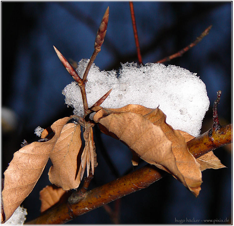 Der grosse Buchenfalter...