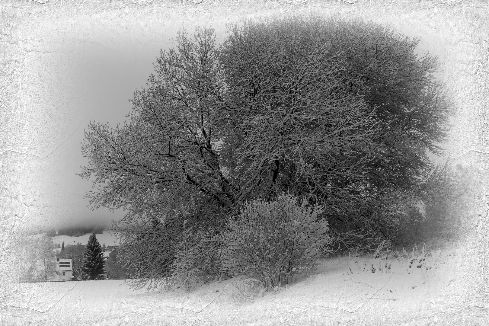 Der große Busch an der "Filzwiese"