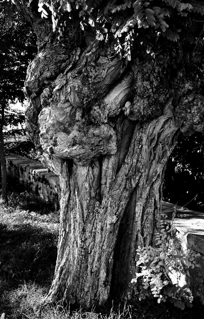 der grosse dicke Stamm des alten Olivenbaumes