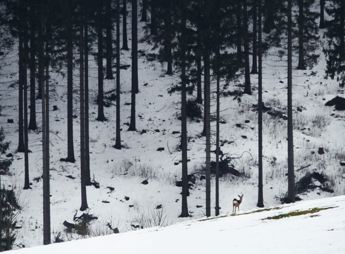 Der große düstere Wald und das kleine Reh