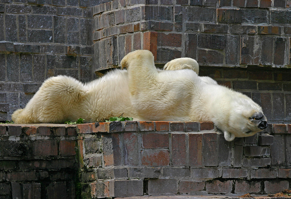 Der große Eisbär aus dem Leipziger Zoo