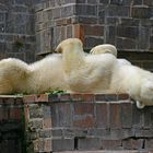 Der große Eisbär aus dem Leipziger Zoo