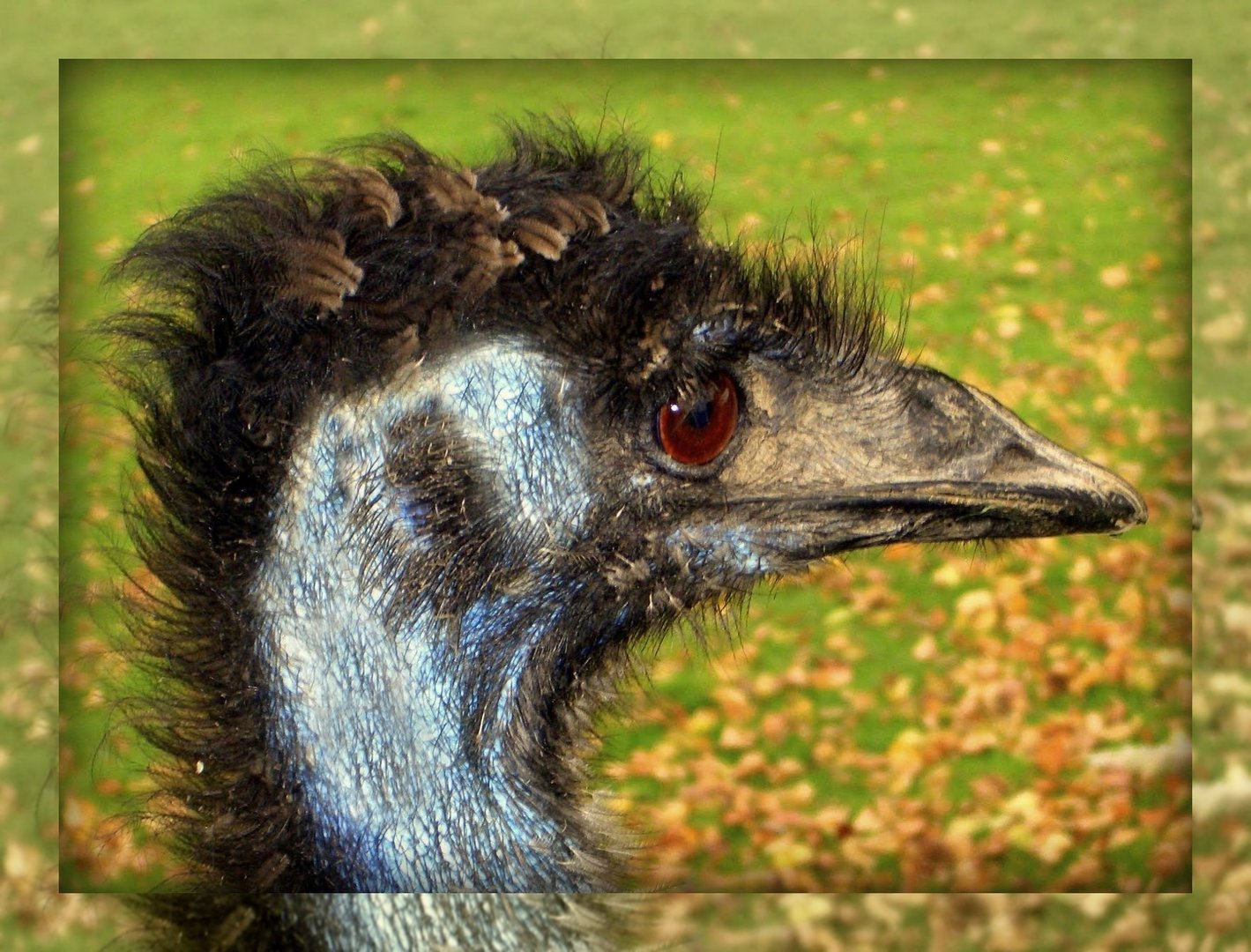 Der große Emu