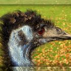 Der große Emu