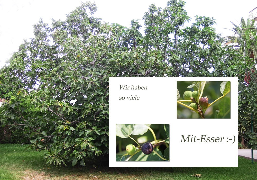 der große Feigenbaum