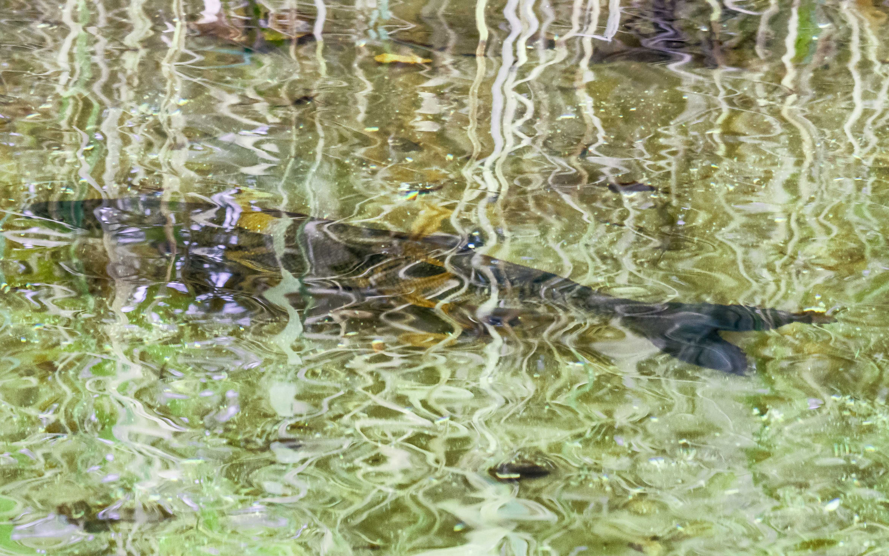 Der grosse Fisch am Schilfrand des Müggelsees