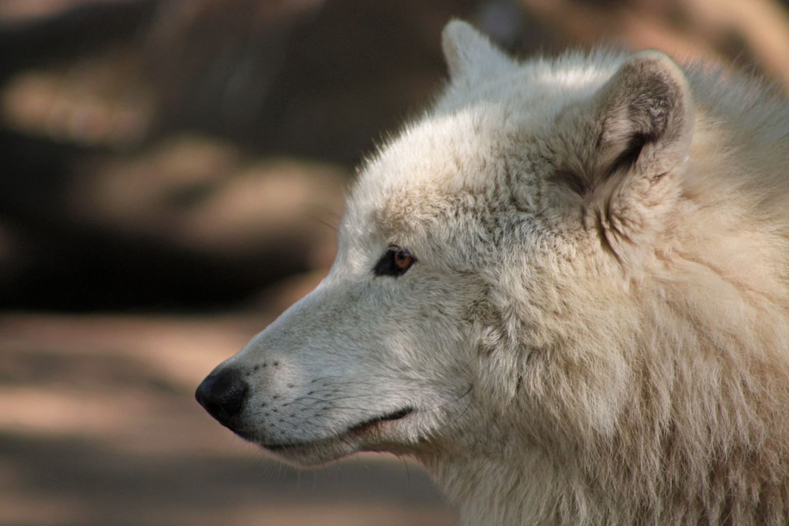 Der grosse flauschige Wolf