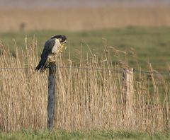 Der große Fuß des Wanderfalken