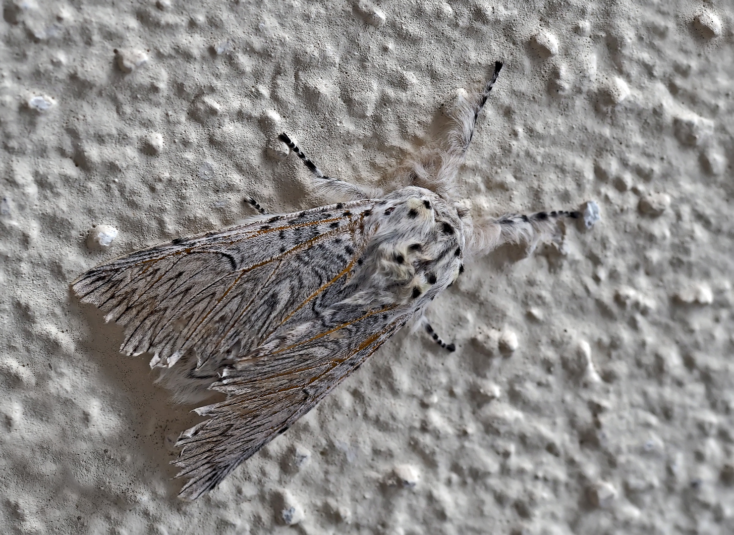 Der Grosse Gabelschwanz (Cerura vinula) (1) - L'Hermine, un papillon de nuit.