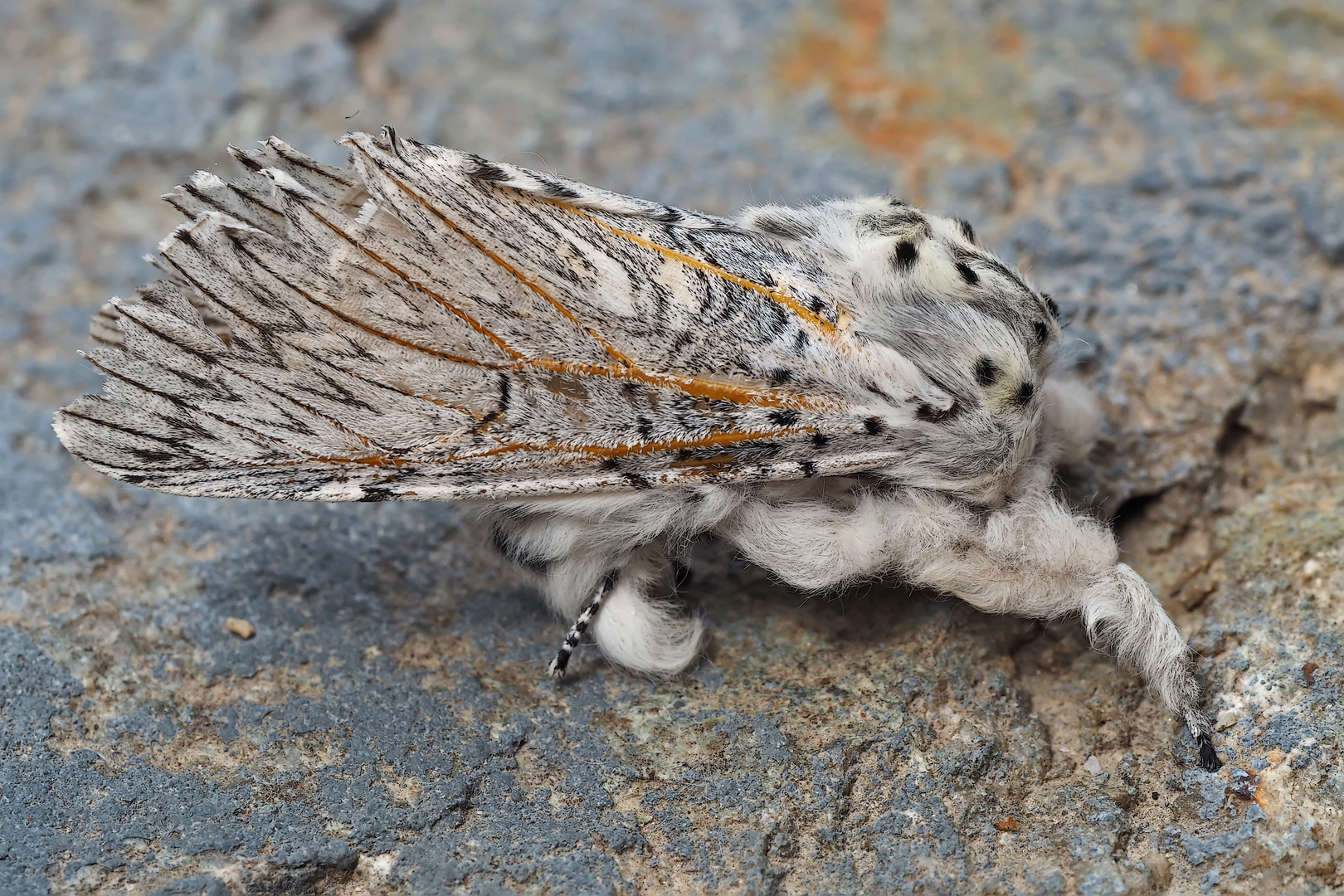 Der Grosse Gabelschwanz (Cerura vinula) - L'Hermine, un papillon de nuit.