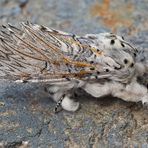 Der Grosse Gabelschwanz (Cerura vinula) - L'Hermine, un papillon de nuit.