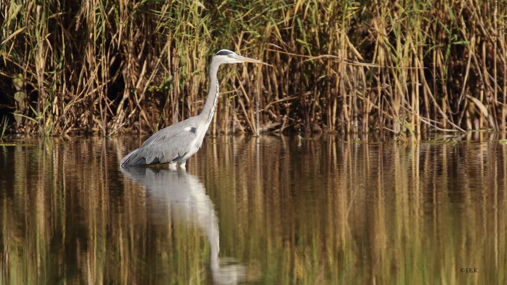 Der große Graue Foto & Bild | reiher, ardea cinerea, wasservögel Bilder