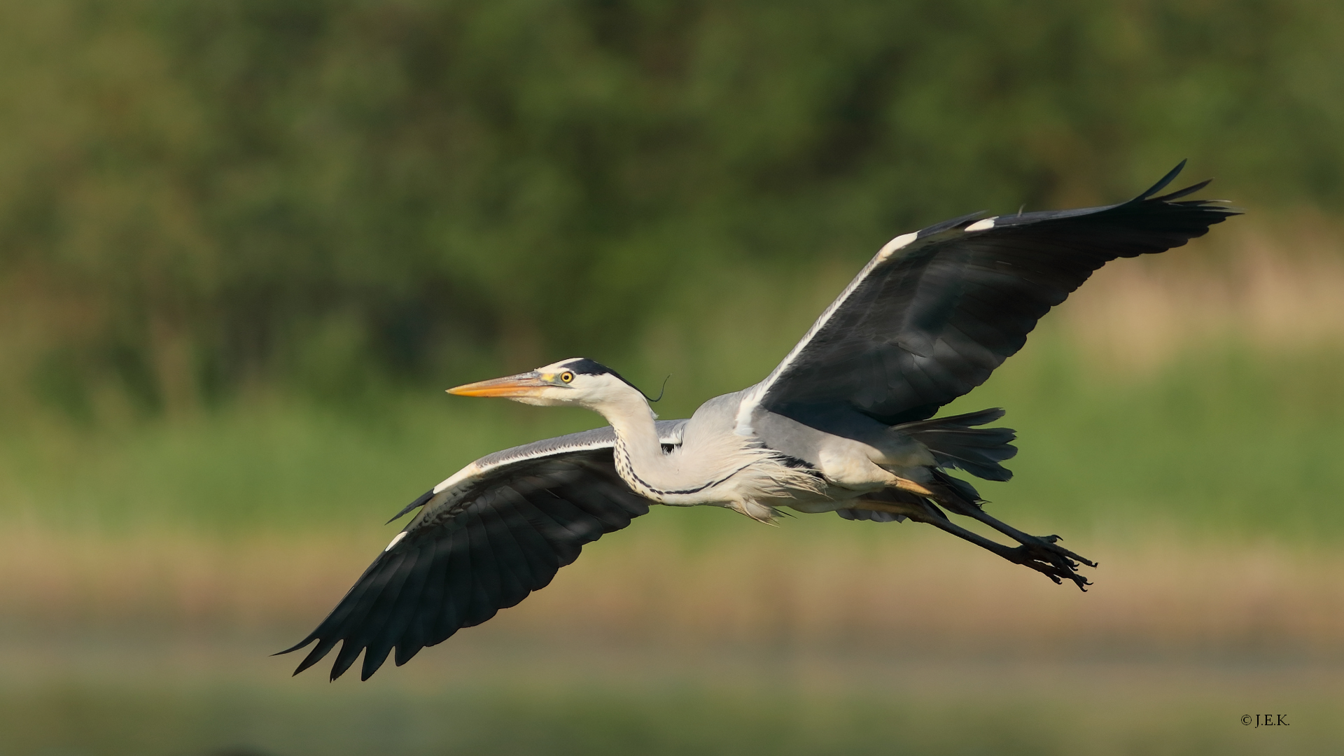 Der große Graue Foto & Bild vögel, reiher, ardea cinerea Bilder auf