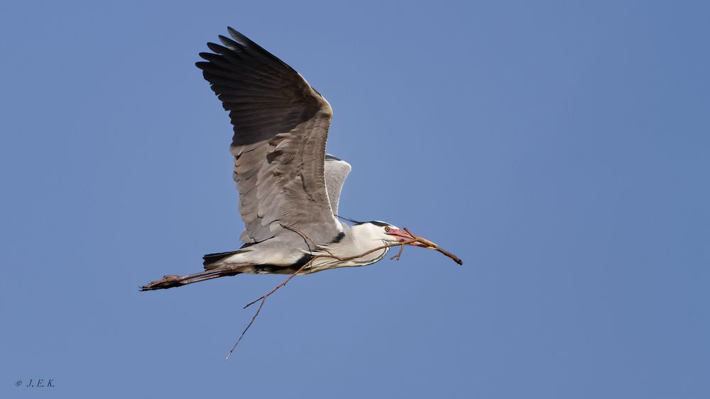 Der große Graue II Foto & Bild | vögel, reiher, ardea cinerea Bilder