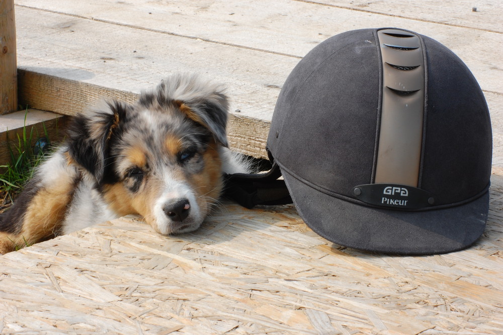 Der große Helm und der kleine Hund
