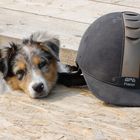 Der große Helm und der kleine Hund