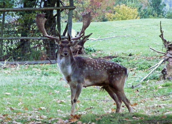 Der große Hirsch