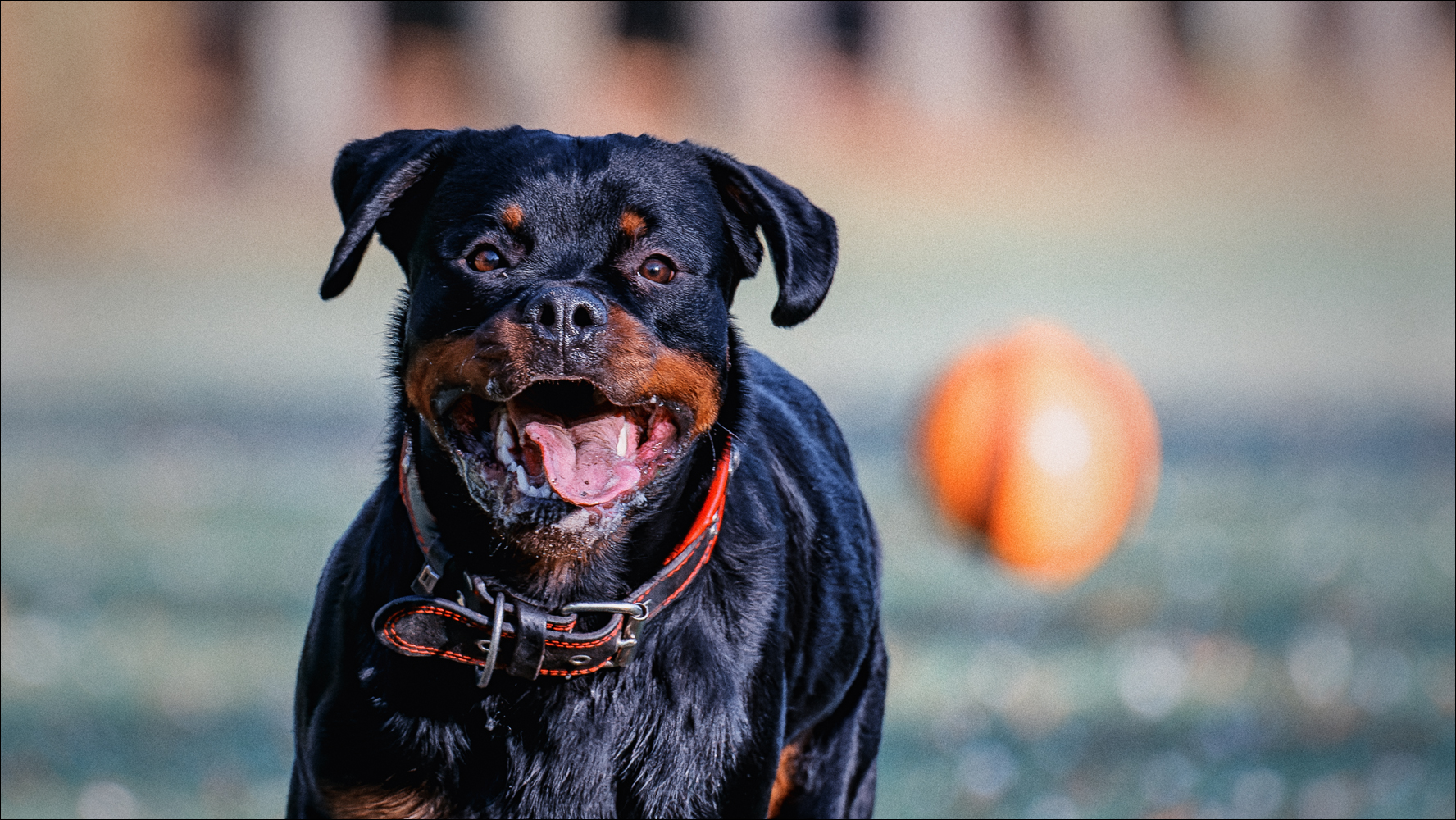 Der große Hunde-Leistungstest