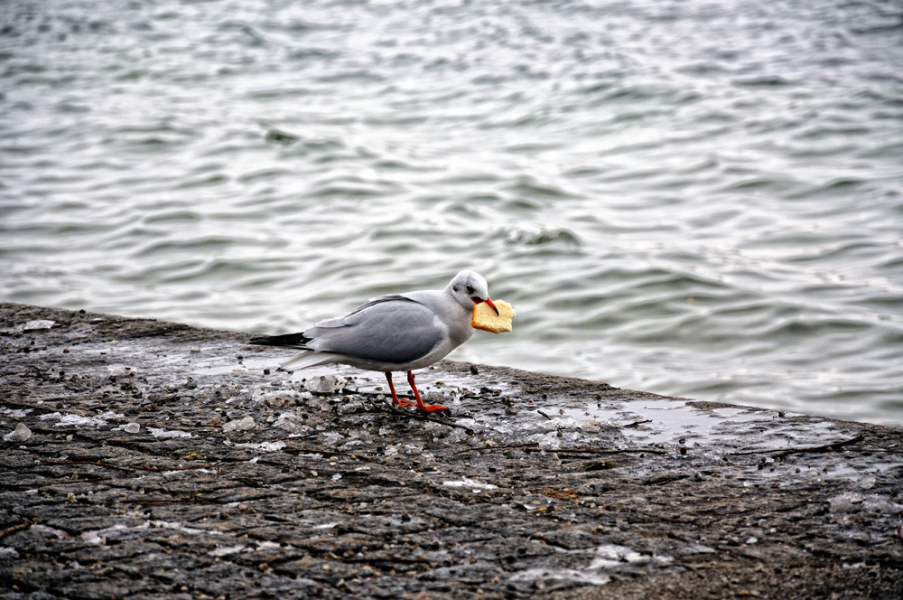 ***der grosse Hunger***