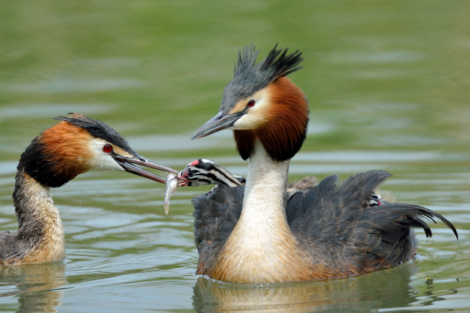 der grosse Hunger