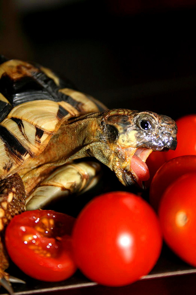 Der große Hunger nach dem Winterschlaf