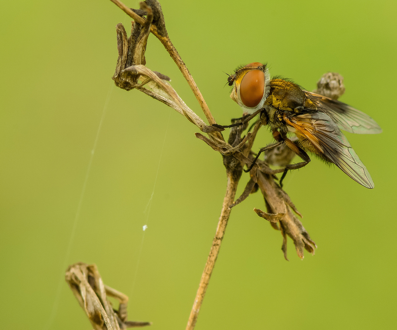 Der grosse Hunger und die kleine . . .