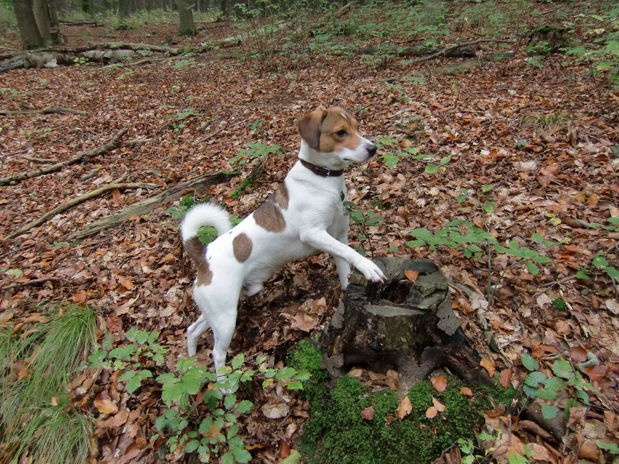 der Große im Wald