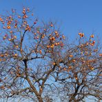 Der grosse Kakibaum