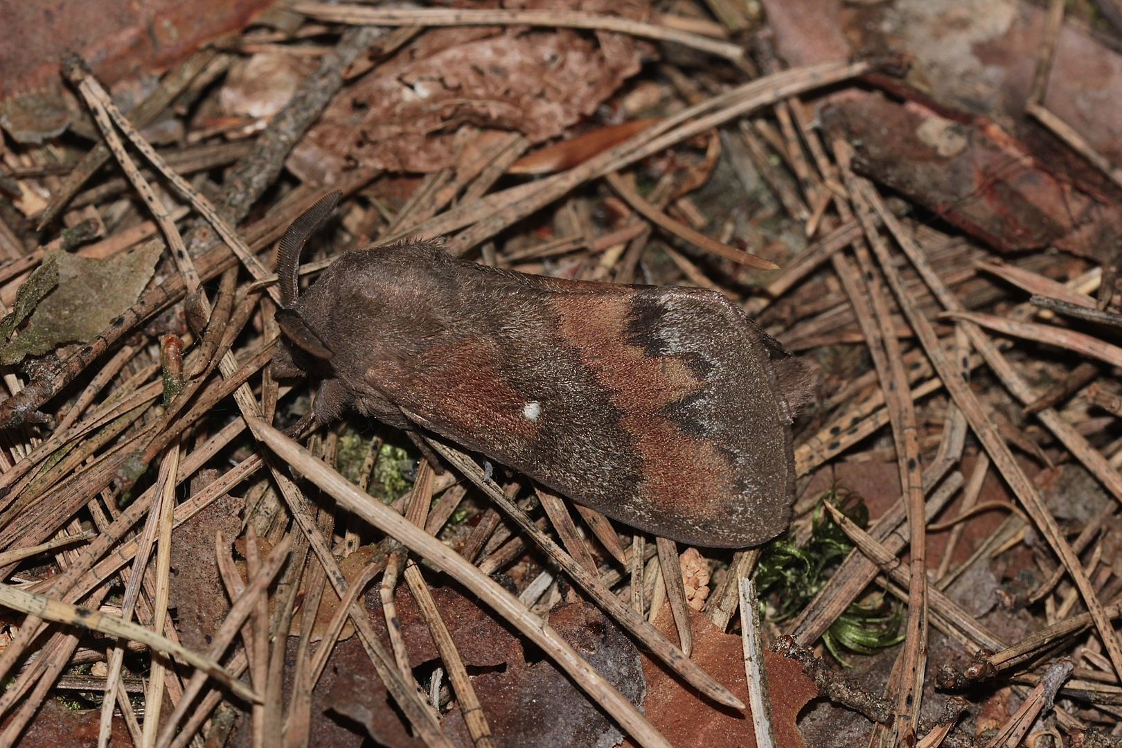 Der große Kiefernspinner (Dendrolimus pini) ...