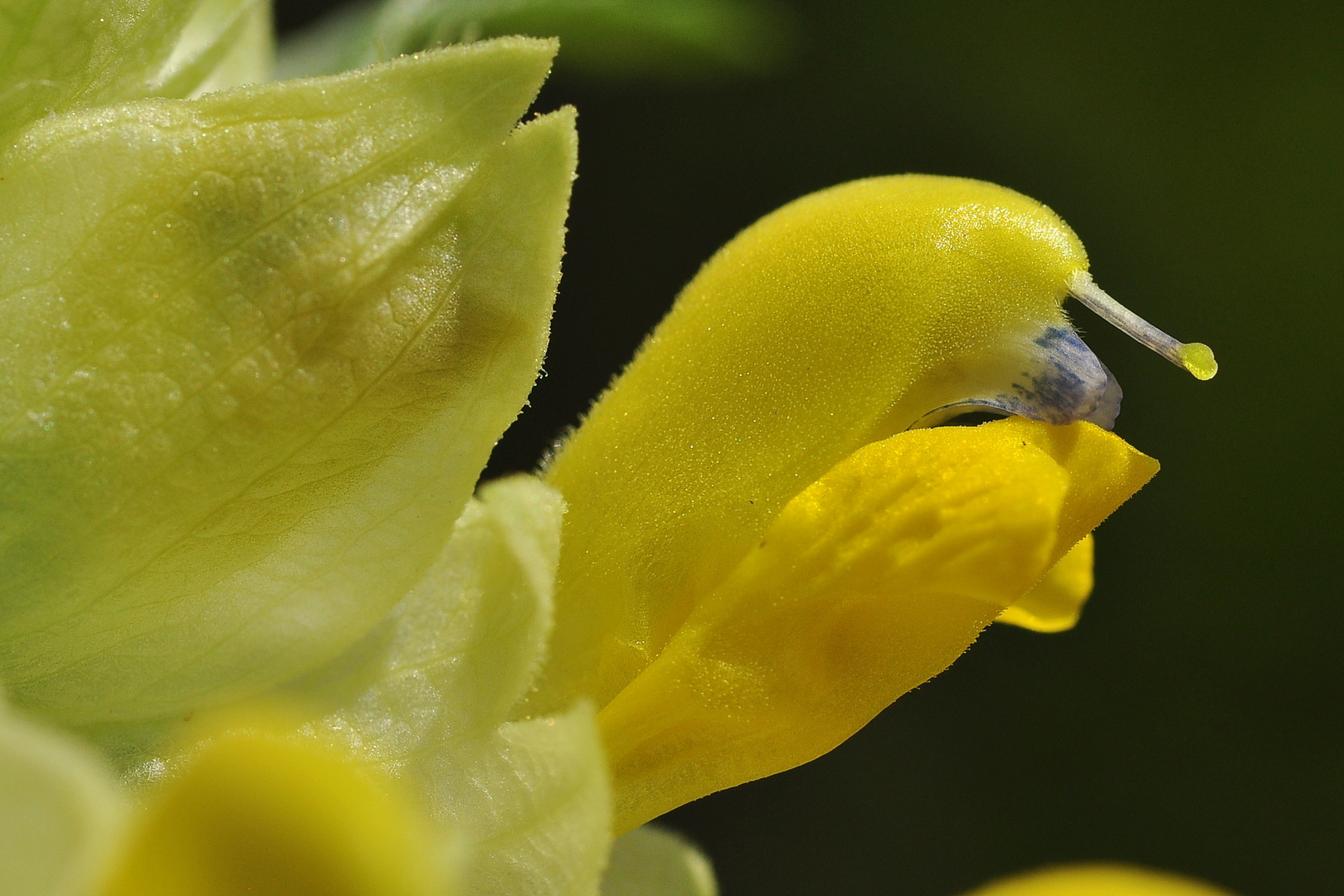 Der Große Klappertopf (Rhinanthus serotinus)