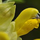 Der Große Klappertopf (Rhinanthus serotinus)