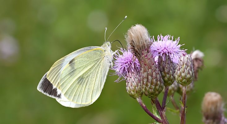Der Große Kohlweißling, ...