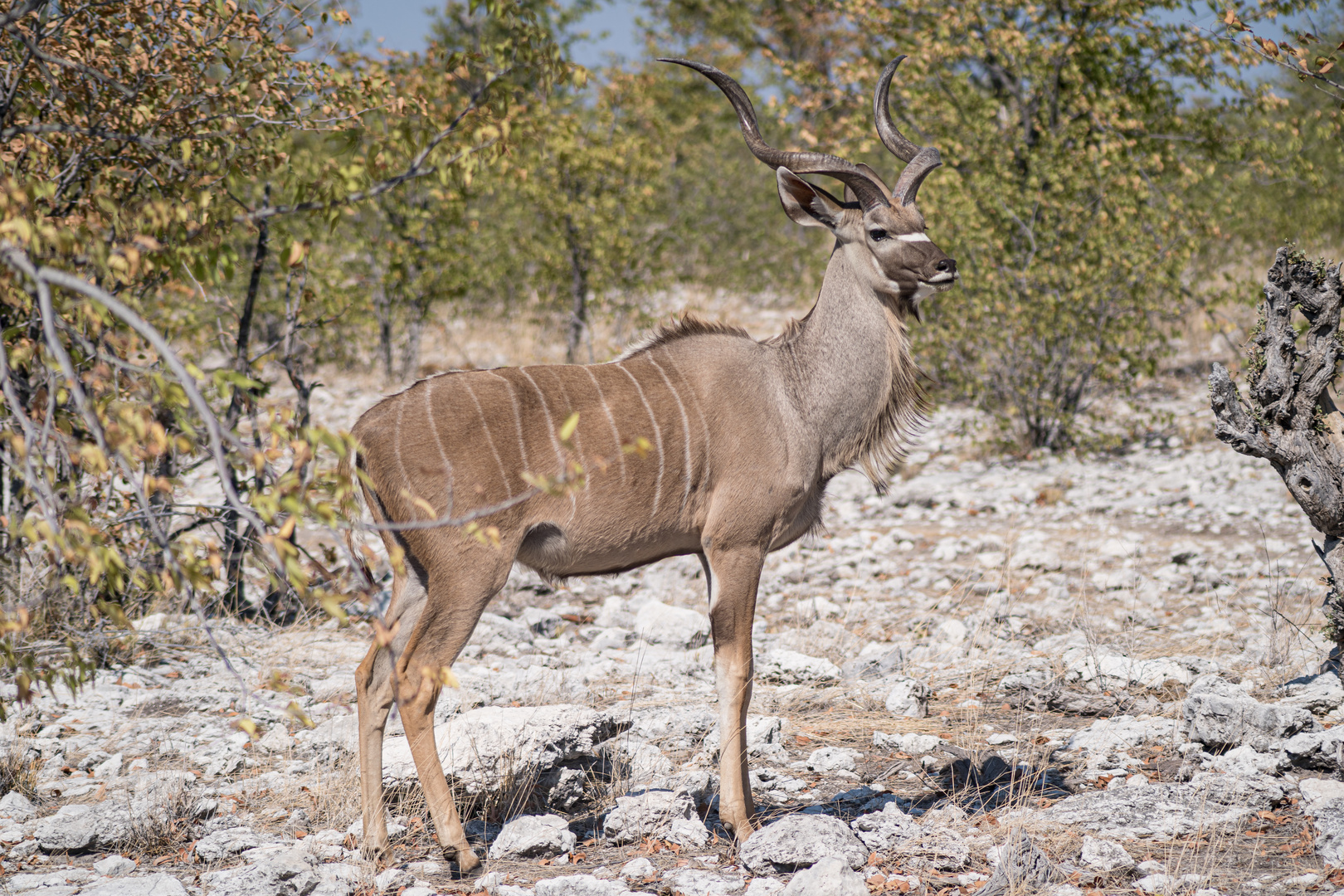 der große Kudu