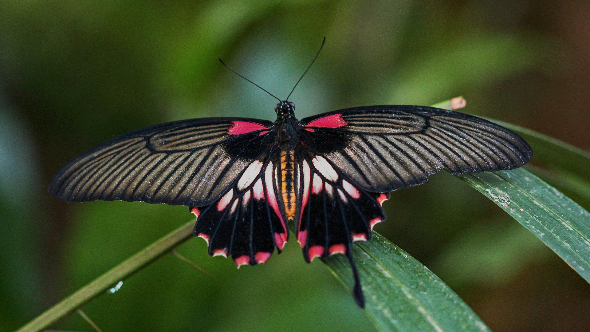 Der große Mormone (papilio memnon)