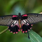 Der große Mormone (papilio memnon)