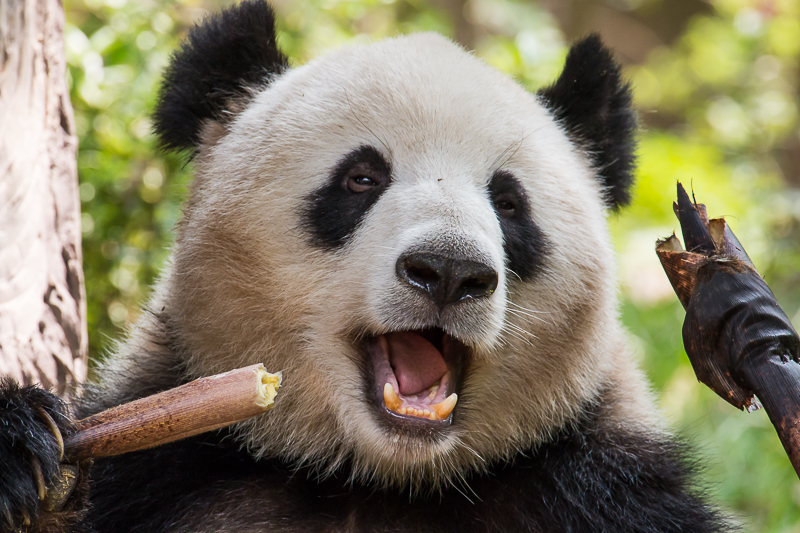 Der Große Panda 2 Foto & Bild | tiere, zoo, wildpark & falknerei ...