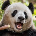 Der Große Panda 2