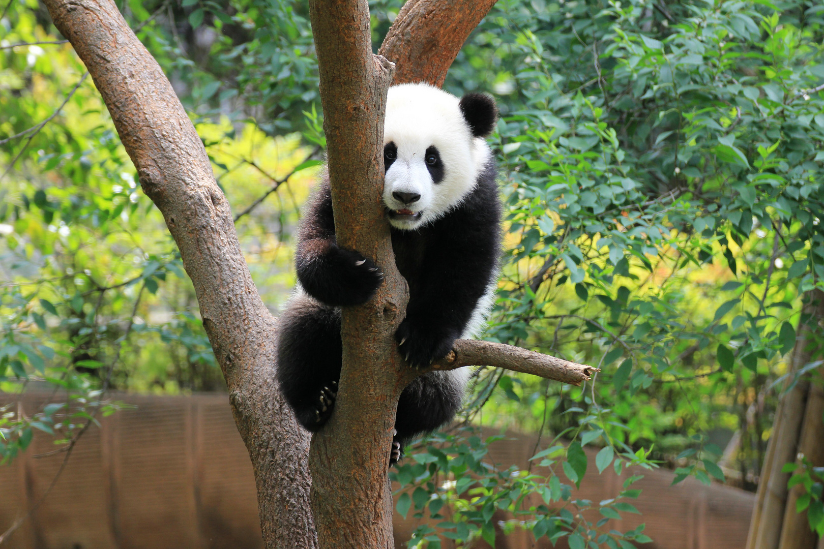 Der große Panda