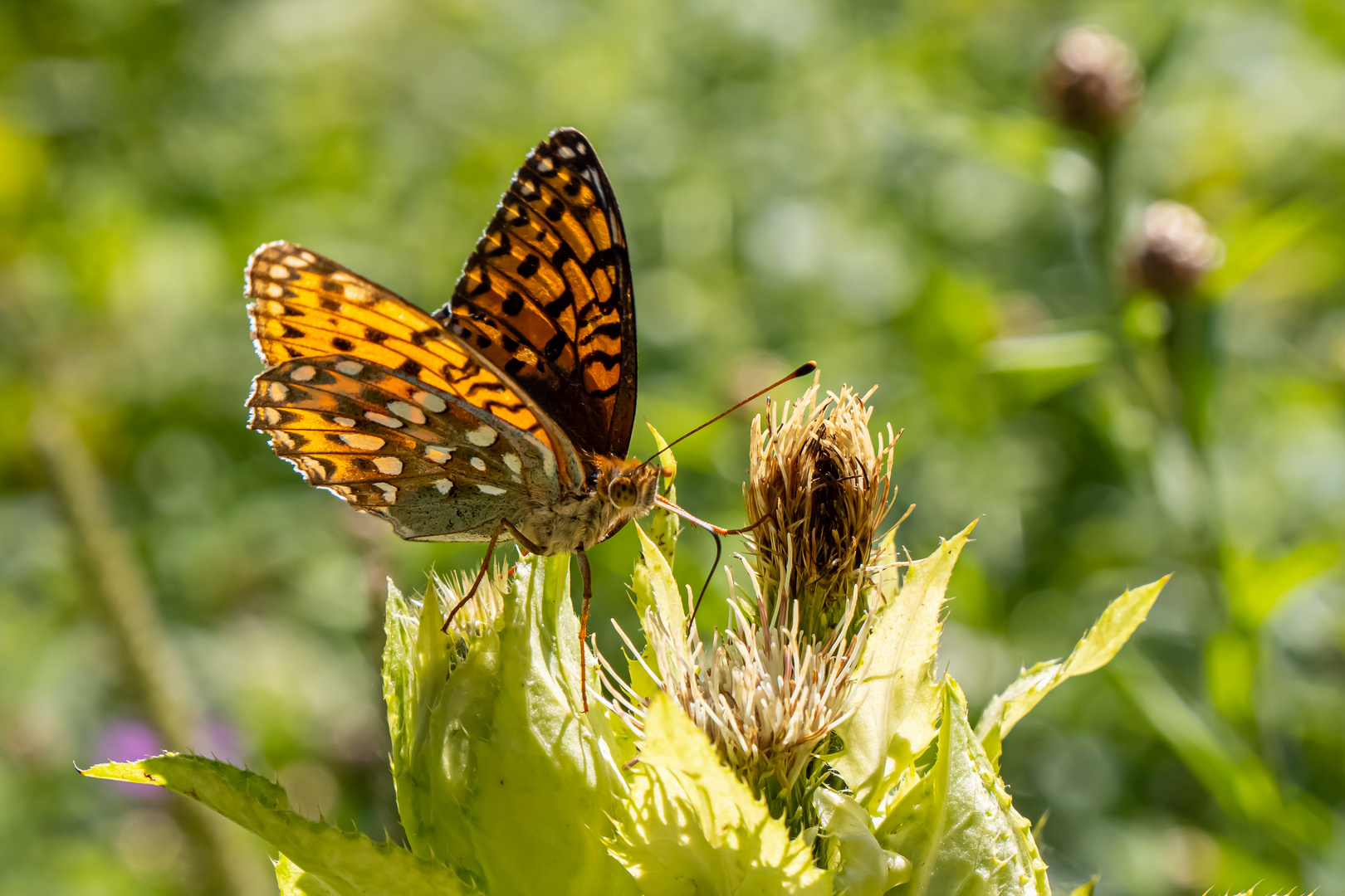 Der Große Perlmuttfalter (Speyeria aglaja)