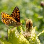 Der Große Perlmuttfalter (Speyeria aglaja)