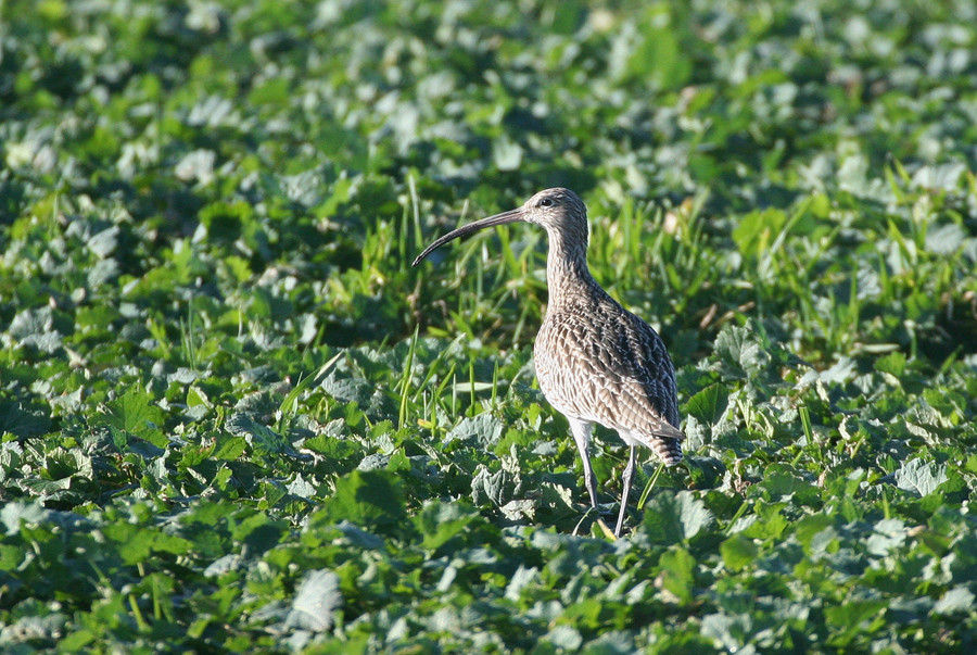 Der Große   "Rapsvogel"