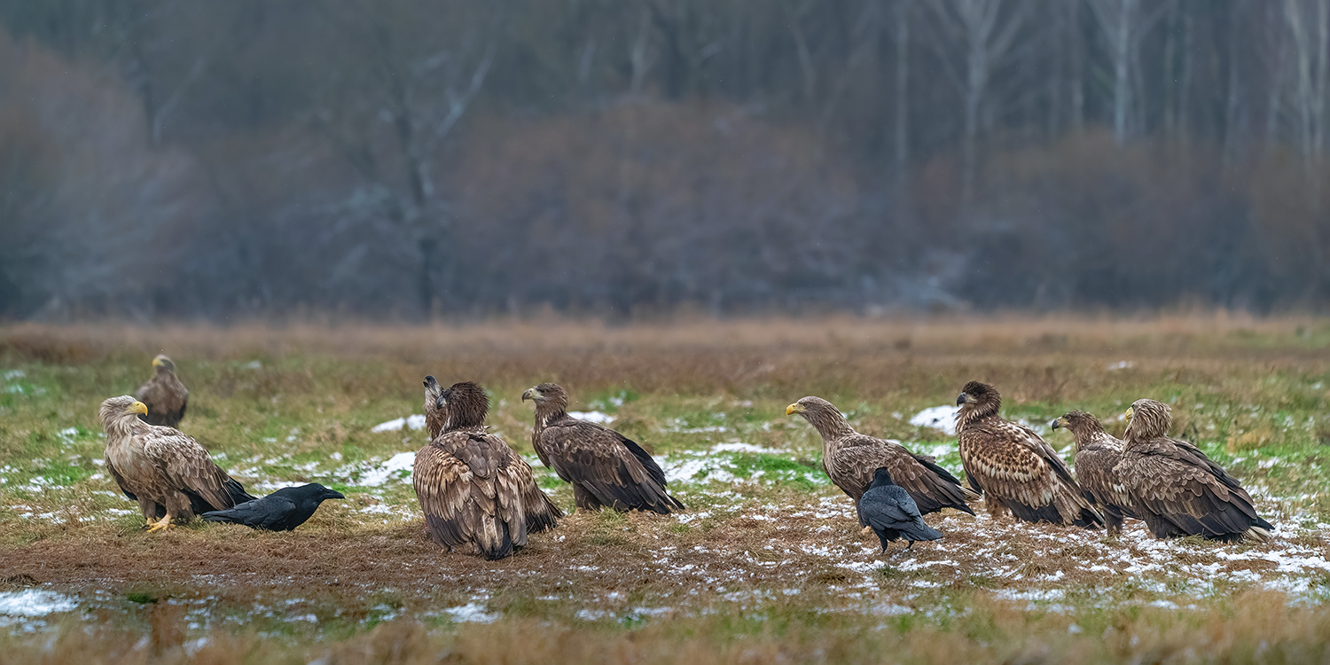 Der große Rat der Seeadler